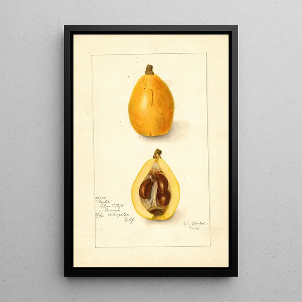 Eriobotrya japonica Victor - Amanda Almira Newton — quadro incorniciato alla parete