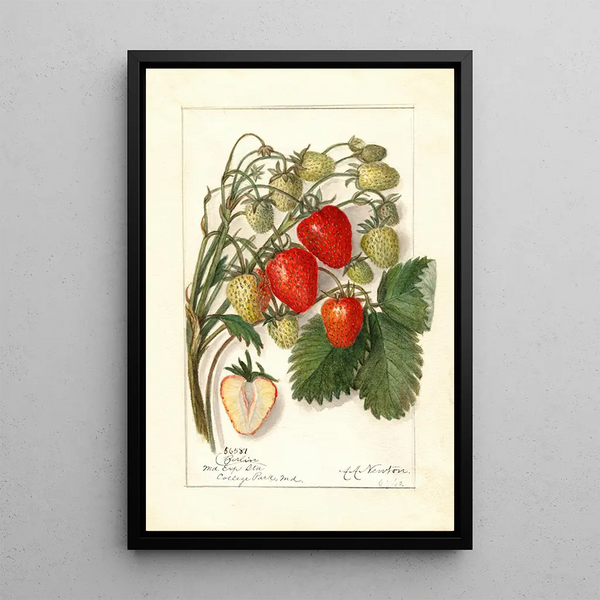 Riproduzione del dipinto Fragaria Berlin - Amanda Almira Newton