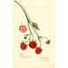 Fragaria Blaine - Amanda Almira Newton — vista dell’opera