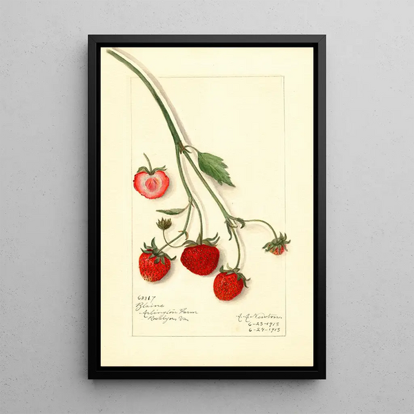 Fragaria Blaine - Amanda Almira Newton — quadro incorniciato alla parete