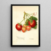 Riproduzione del dipinto Fragaria Brackett - Amanda Almira Newton