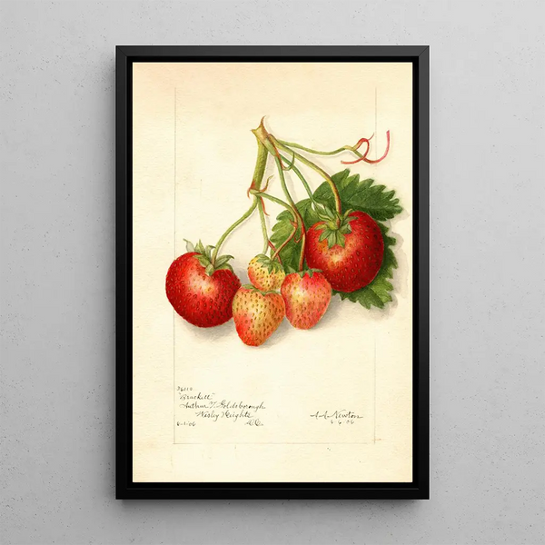 Riproduzione del dipinto Fragaria Brackett - Amanda Almira Newton