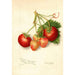 Riproduzione del dipinto Fragaria Brackett - Amanda Almira Newton