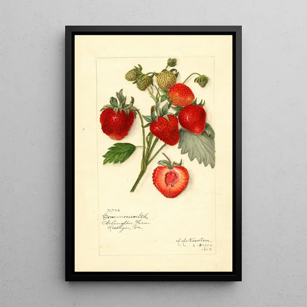 Riproduzione del dipinto Fragaria Commonwealth - Amanda Almira Newton