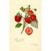Riproduzione del dipinto Fragaria Commonwealth - Amanda Almira Newton