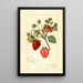 Riproduzione del dipinto Fragaria Corsican - Amanda Almira Newton