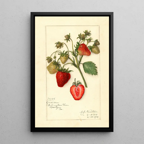 Riproduzione del dipinto Fragaria Corsican - Amanda Almira Newton