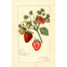 Riproduzione del dipinto Fragaria Corsican - Amanda Almira Newton