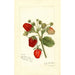 Fragaria Deacon - Amanda Almira Newton — vista dell’opera