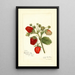 Fragaria Deacon - Amanda Almira Newton — quadro incorniciato alla parete