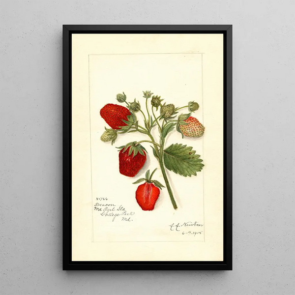 Fragaria Deacon - Amanda Almira Newton — quadro incorniciato alla parete