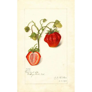 Amanda Almira Newton - Fragaria Dew.webp