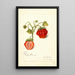 Fragaria Dew - Amanda Almira Newton — quadro incorniciato alla parete