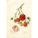 Fragaria Dole - Amanda Almira Newton — vista dell’opera