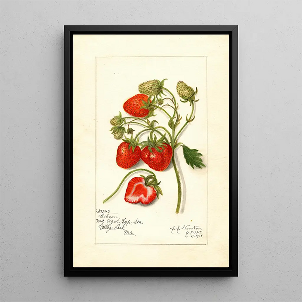Riproduzione del dipinto Fragaria Gibson - Amanda Almira Newton
