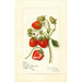 Riproduzione del dipinto Fragaria Gibson - Amanda Almira Newton
