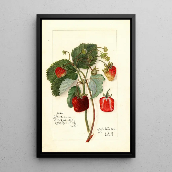 Riproduzione del dipinto Fragaria Indiana - Amanda Almira Newton