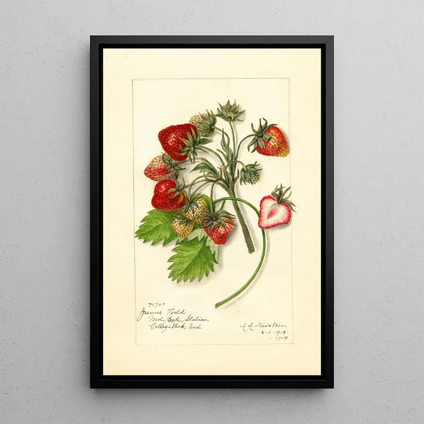 Riproduzione del dipinto Fragaria James Todd - Amanda Almira Newton