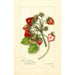 Riproduzione del dipinto Fragaria James Todd - Amanda Almira Newton