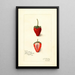 Fragaria Jamestown - Amanda Almira Newton — quadro incorniciato alla parete