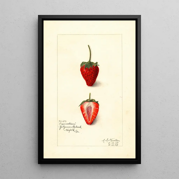 Fragaria Jamestown - Amanda Almira Newton — quadro incorniciato alla parete