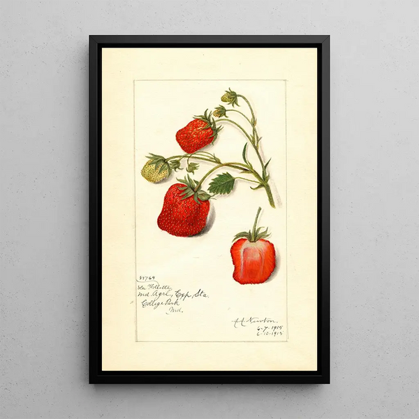 Riproduzione del dipinto Fragaria La Follette - Amanda Almira Newton