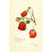 Riproduzione del dipinto Fragaria La Follette - Amanda Almira Newton