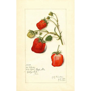 Amanda Almira Newton - Fragaria La Follette.webp