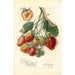 Fragaria Marshall - Amanda Almira Newton — vista dell’opera