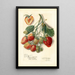 Fragaria Marshall - Amanda Almira Newton — quadro incorniciato alla parete
