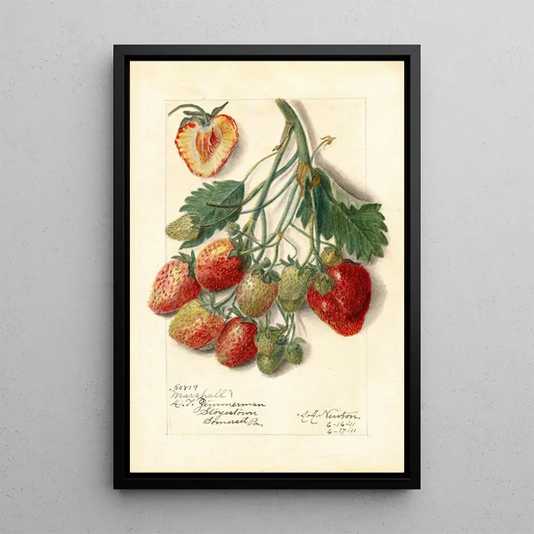 Fragaria Marshall - Amanda Almira Newton — quadro incorniciato alla parete
