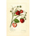 Fragaria Maryland - Amanda Almira Newton — vista dell’opera