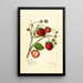 Fragaria Maryland - Amanda Almira Newton — quadro incorniciato alla parete