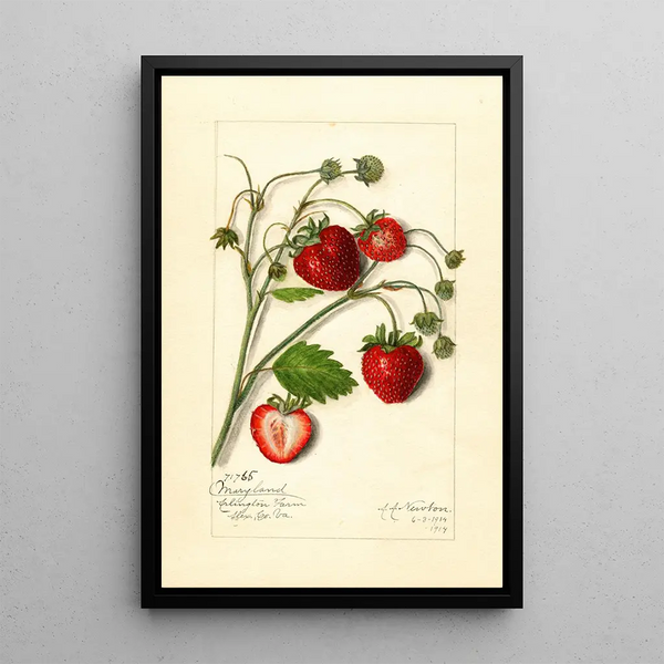 Fragaria Maryland - Amanda Almira Newton — quadro incorniciato alla parete