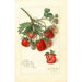 Fragaria Mrs - Amanda Almira Newton — vista dell’opera