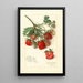 Fragaria Mrs - Amanda Almira Newton — quadro incorniciato alla parete