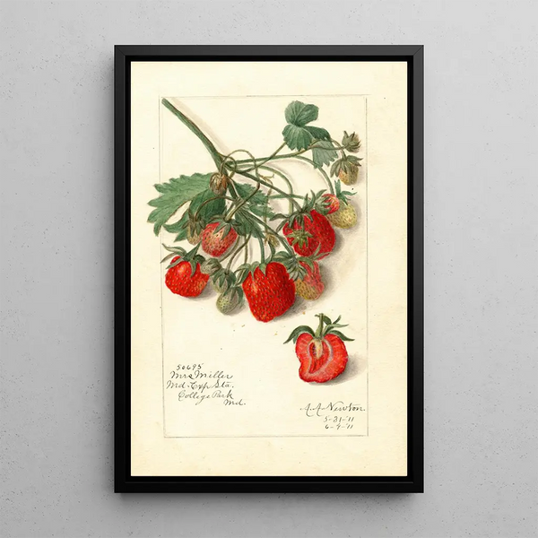 Fragaria Mrs - Amanda Almira Newton — quadro incorniciato alla parete