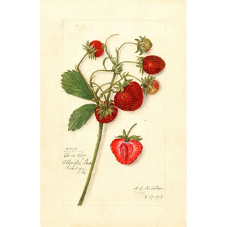 Amanda Almira Newton - Fragaria Ohio Bay.webp