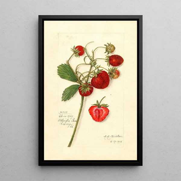 Fragaria Ohio Bay - Amanda Almira Newton — quadro incorniciato alla parete