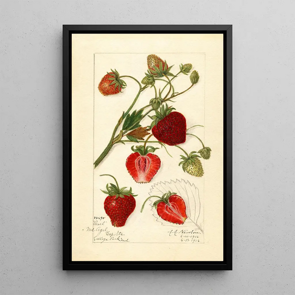 Riproduzione del dipinto Fragaria Pearl - Amanda Almira Newton