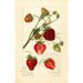 Riproduzione del dipinto Fragaria Pearl - Amanda Almira Newton