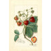 Fragaria Saunders - Amanda Almira Newton — vista dell’opera