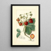 Fragaria Saunders - Amanda Almira Newton — quadro incorniciato alla parete