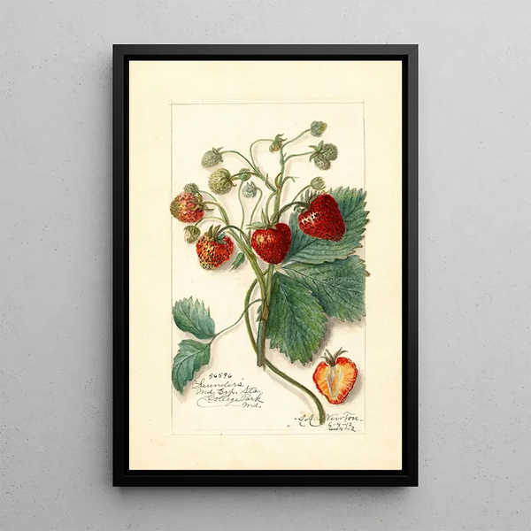 Fragaria Saunders - Amanda Almira Newton — quadro incorniciato alla parete