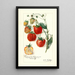 Fragaria Stephens Late Champion - Amanda Almira Newton — quadro incorniciato alla parete