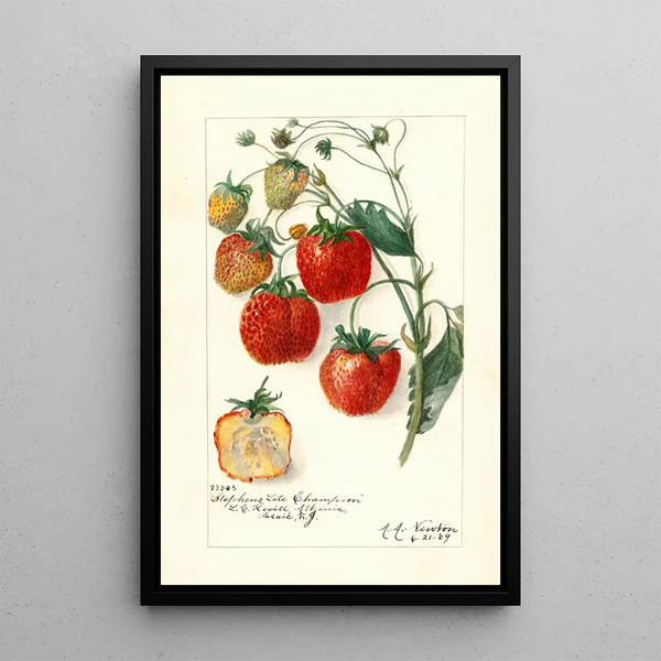 Fragaria Stephens Late Champion - Amanda Almira Newton — quadro incorniciato alla parete