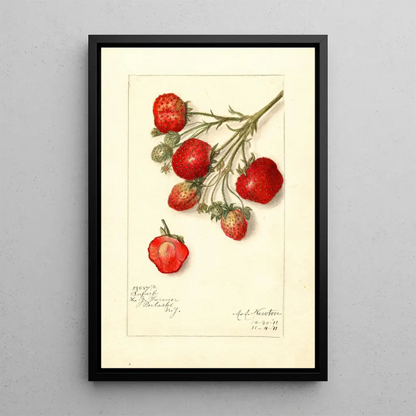 Riproduzione del dipinto Fragaria Superb - Amanda Almira Newton