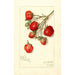 Riproduzione del dipinto Fragaria Superb - Amanda Almira Newton