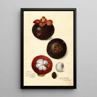 Amanda Almira Newton - Garcinia mangostana.webp