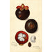 Riproduzione del dipinto Garcinia mangostana - Amanda Almira Newton